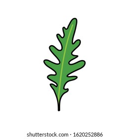 arugula doodle icon, vector illustration