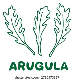 Arugula doodle illustration with fresh leafy herb healthy organic salad ingredient design
