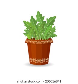 arugula in a flower pot