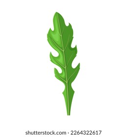 arugula fresh cartoon. leaf healthy, ingredient plant, natural organic, vegetarian diet food, green arugula fresh vector illustration