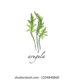 Arugula fresh culinary plant, green seasoning cooking herb for soup, salad, meat and other dishes hand drawn vector Illustrations on a white background
