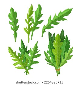 arugula fresh salad vegetable set cartoon. green healthy food, ingredient plant, leaf organic, rucola raw, rocket diet, freshness arugula fresh salad vegetable vector illustration