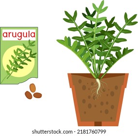 Arugula (garden rocket plant) plant with green leaves, root system in flower pot and open sachet with seeds isolated on white background