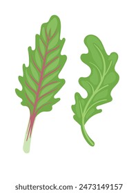 Ilustración vectorial vegetal sabrosa de la hierba de la hoja verde de la rúcula aislada sobre fondo blanco