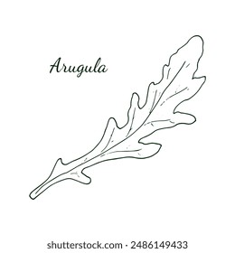 Arugula.  Hand-drawn fresh arugula with leaves, isolated on white background. Rucola. doodle style illustration.