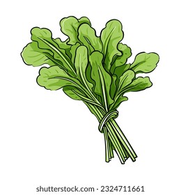 arugula. arugula hand-drawn illustration. Vector doodle style cartoon illustration