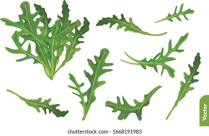 Arugula herb, fresh garden rocket salad or rucola vegetable. 3d realistic vector food illustration.