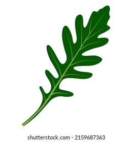 Arugula herb vector icons. Illustration on a transparent background.