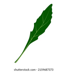 Iconos vectoriales de hierba de Arugula. Ilustración sobre un fondo transparente.