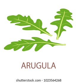 Arugula icon. Isometric illustration of arugula vector icon for web
