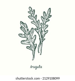 Arugula.  Ink black and white doodle drawing in woodcut style