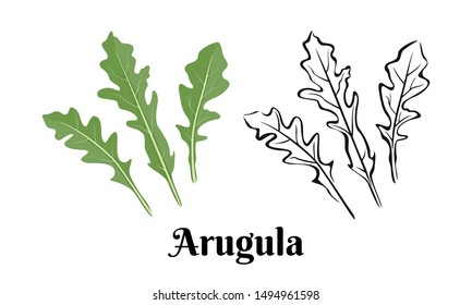 Arugula isolated on white background. Vector illustration of fresh green leaves in cartoon flat style and black and white  outline image.