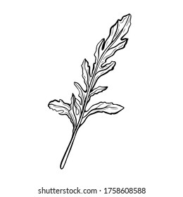  Arugula isolated on a white background. Arugula leaf-delicious greens, fragrant, Italian greens. Vector illustration in Doodle style