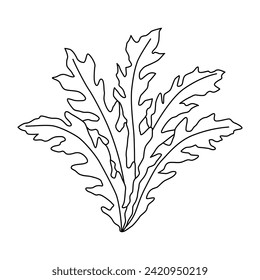 Arugula isolated on white background. Black and white vector illustration