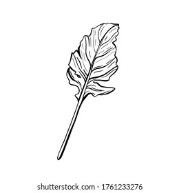  Arugula isolated on a white background.Rocket leaf-delicious greens, fragrant, Italian greens. Vector illustration in Doodle style