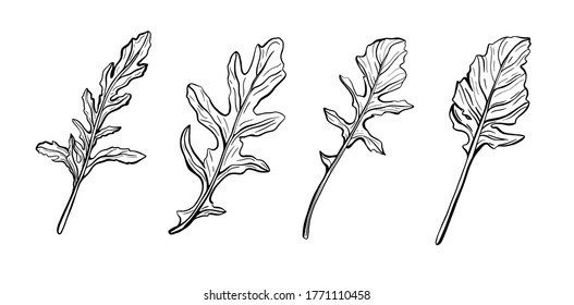  Arugula isolated on a white background.Rocket leaf-delicious greens, fragrant, Italian greens. Vector illustration in Doodle style
