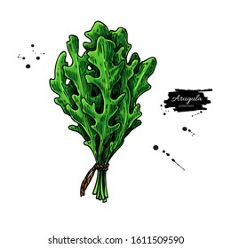 Arugula leaf bunch hand drawn vector illustration. Isolated Vegetable object. Detailed vegetarian food drawing. Farm market salad. Great for menu, label, icon