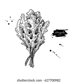 Arugula leaf bunch hand drawn vector illustration. Isolated Vegetable engraved style object. Detailed vegetarian food drawing. Farm market salad. Great for menu, label, icon