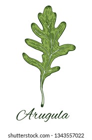 Arugula leaf colorful hand drawn sketch. Retro botanical art. Medical herb and spice. Vintage green raw rocket salad. Herbal vector illustration isolated on white background