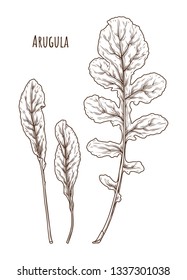Arugula leaf hand drawn vector illustration. Isolated Vegetable engraved style object. Detailed vegetarian food drawing. Farm market salad. Great for menu, label, icon – Vector