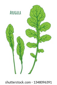Arugula leaf hand drawn vector illustration. Isolated Vegetable engraved style object. Detailed vegetarian food drawing. Farm market green salad. Great for menu, label, icon – Vector