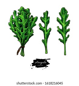 Arugula leaf hand drawn vector illustration set. Isolated Vegetable object. Detailed vegetarian food drawing. Farm market salad. Great for menu, label, icon