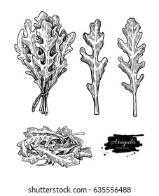 Arugula leaf hand drawn vector illustration set. Isolated Vegetable engraved style object. Detailed vegetarian food drawing. Farm market salad. Great for menu, label, icon