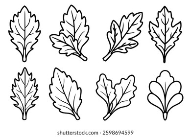 Arugula leaf line art illustration for design projects