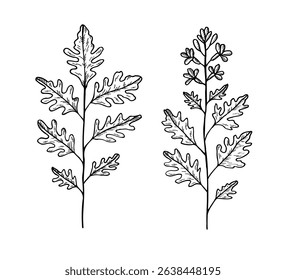 Arugula leaf plants vector on isolated background, Eruca vesicaria . Botanical engraved illustration of spicy salad herb, pesto leafy ingredient. Design for food logo, sign, card, label, print, menu
