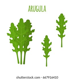 Arugula leaf. Vegetarian green vegetable. Farm market salad. Made in cartoon flat style