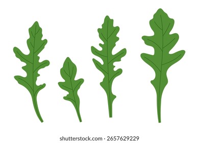 Folhas de rúcula em diferentes formas e tamanhos. Ingrediente de salada verde fresco em estilo plano. Ilustração simples, vetor plano de estoque, isolado.