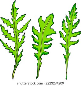 Arugula leaves on white background, vector illustration.