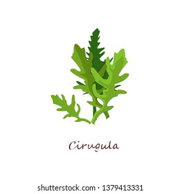 Arugula leaves. Salad, rucola, ingredient. Cooking herbs concept. Vector illustration can be used for topics like healthy food, vegan or vegetarian diet