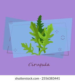 Arugula leaves. Salad, rucola, ingredient. Cooking herbs concept. Vector illustration can be used for topics like healthy food, vegan or vegetarian diet