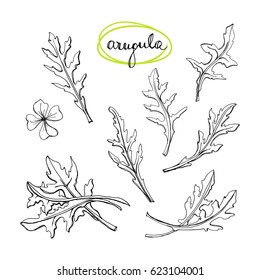 Arugula leaves set/ Culinary herbs and spices sketch/ Hand drawn rucola isolated on white background/ Vector illustration