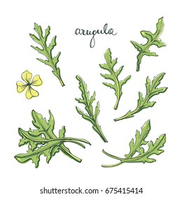 Arugula leaves set/ Culinary herbs and spices sketch/ Hand drawn rucola isolated on white background/ Vector illustration