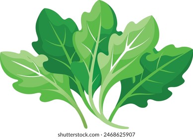 arugula leaves vector art illustration