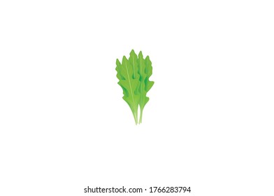 Arugula-Blätter, Vektorgrafik einzeln auf weißem Hintergrund