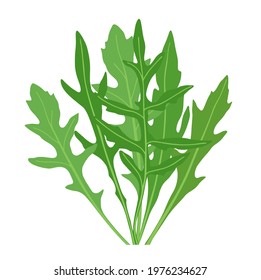 Arugula leaves. Vector image isolated on white background.
