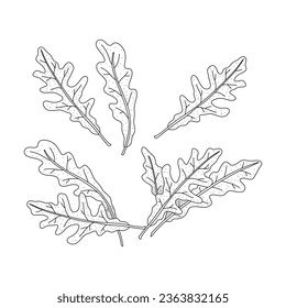 Arugula leaves vector isolated on white background. Herbal doodle style illustration. The best for design logo, menu, label, icon, stamp.