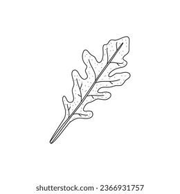 Arugula leaves vector isolated on white background. Herbal doodle style illustration. The best for design logo, menu, label, icon, stamp.