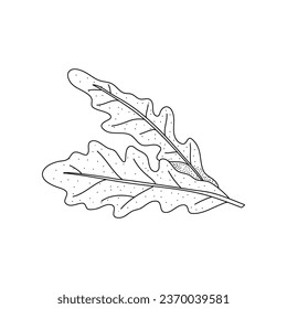 Arugula leaves vector isolated on white background. Herbal doodle style illustration. The best for design logo, menu, label, icon, stamp.