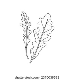Arugula leaves vector isolated on white background. Herbal doodle style illustration. The best for design logo, menu, label, icon, stamp.