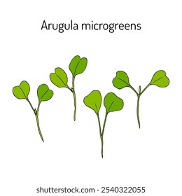 Arugula microverde, brotes frescos y hojas jóvenes para una alimentación saludable. Ilustración vectorial dibujada a mano