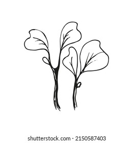 Ilustración del doodle de Arugula microgreens. Esbozo dibujado a mano por vectores.