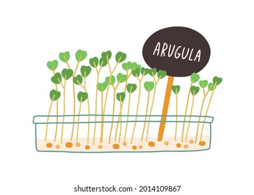 Arugula microgreens growing in container. Rucola micro greens with plant label tag. Green fresh sprouts and seedlings in pot. Flat vector illustration of ruccola isolated on white background