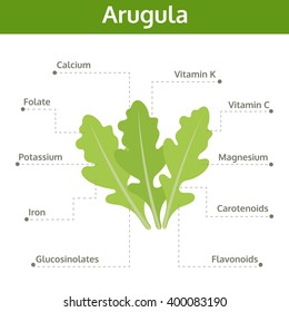 arugula nutrient of facts and health benefits, info graphic vegetable, food vector