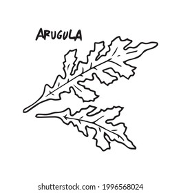 Arugula plant hand drawn outline illustration with letters. Healthy plant good for cooking and vitamin organic ingredient, simple logo sketch. Salad tasty and spicy natural food ingredient.
