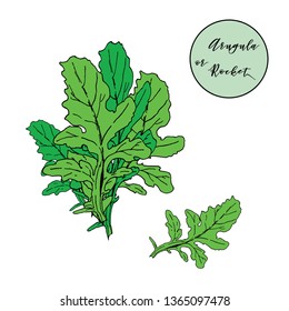 Arugula or rocket salad leaves bunch isolated on white. Vector illustration, hand drawn in ink. Rocket salad or eruca single leaf