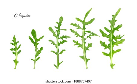 Arugula, Arugula, Ruccola Leaves, Rucola, Eruca or Roquette Salad